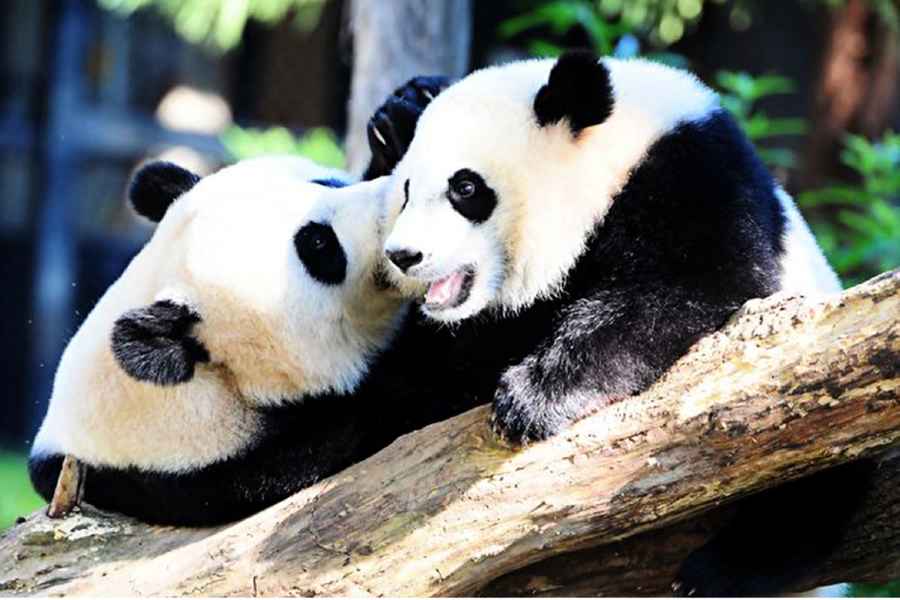 大熊貓與網課——紅朝國勢衰落的犧牲品