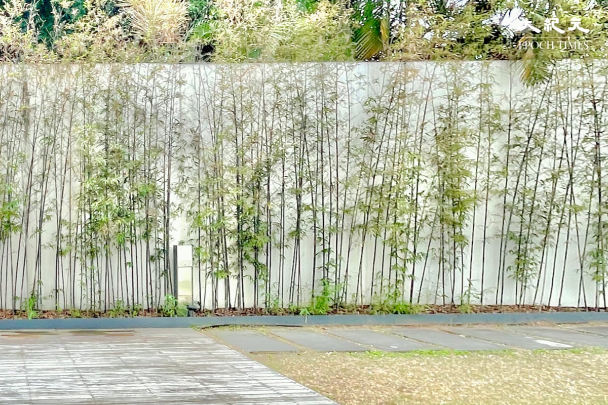 在這堵綠竹牆前打卡，非常有日系文青風格～（樂賢／大紀元）
