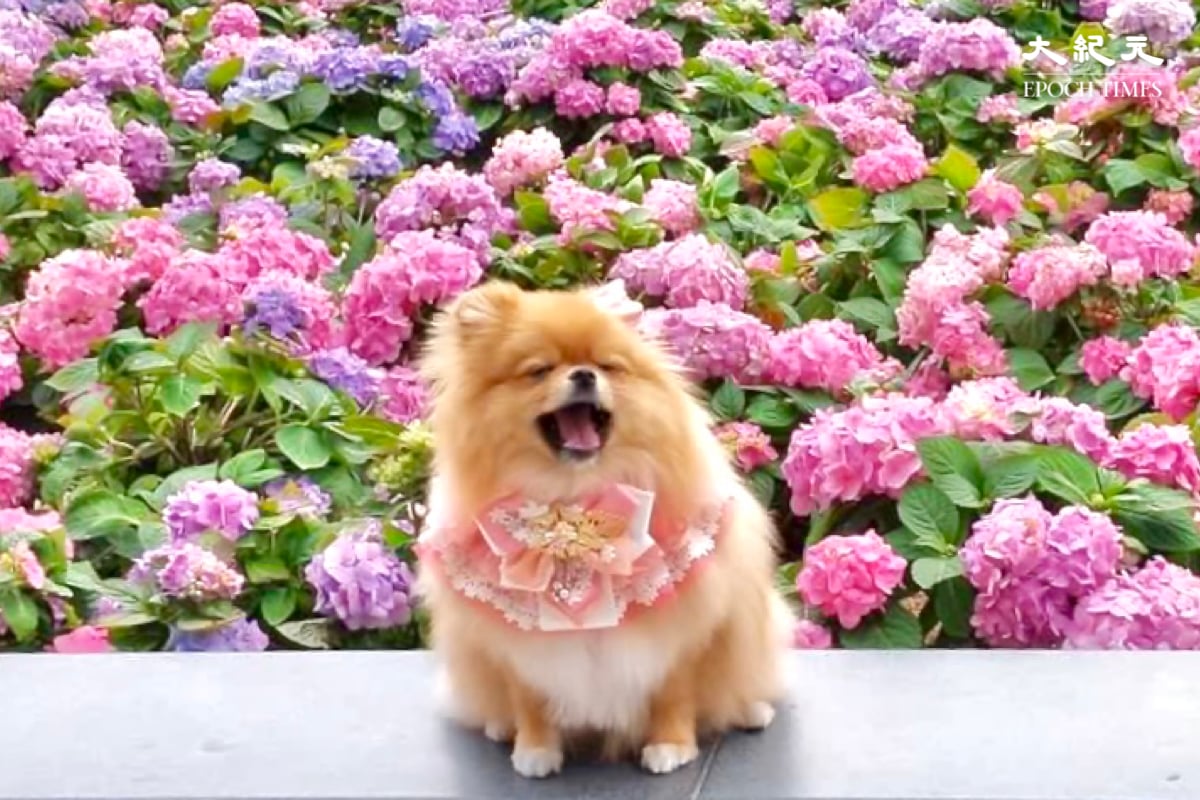 狗狗與繡球花的合照，粉紅色裝飾與粉嫩繡球花十分合襯。（樂賢／大紀元）