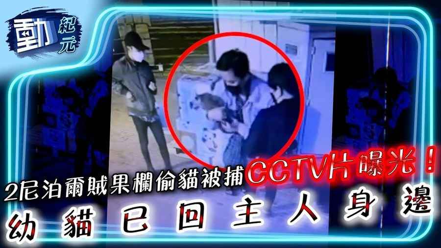 【動紀元】2尼泊爾賊果欄偷貓被捕 CCTV片曝光！ 幼貓已回主人身邊