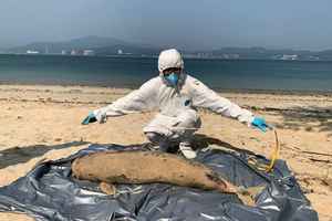 鯨豚擱淺｜東平洲沙灘發現年幼江豚屍體