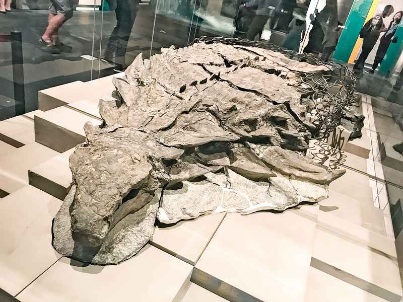 考古學家從化石中發現一張完整的恐龍臉