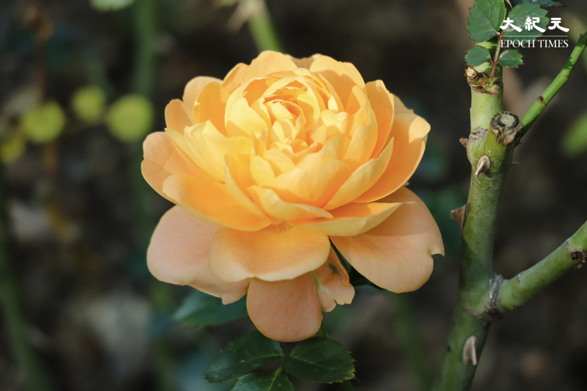 除了繡球花，細心觀察會發現大埔海濱公園還有不同鮮花盛開，例如這朵橙黃色玫瑰花。（樂賢／大紀元）