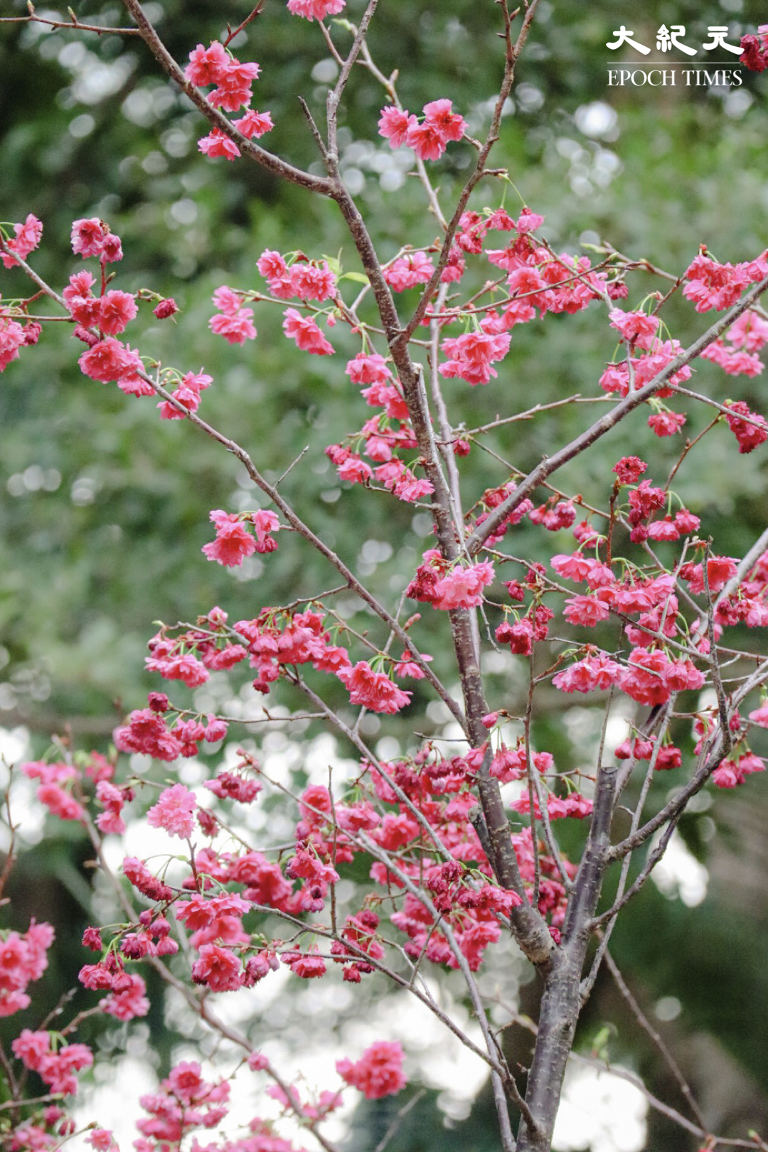 比富士櫻略為深色的桃紅色重瓣山櫻花。 （樂賢／大紀元）
