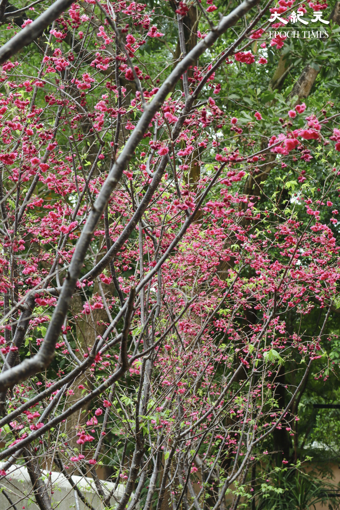 艷麗奪目的重瓣山櫻花，又稱為八重櫻 。（樂賢／大紀元）