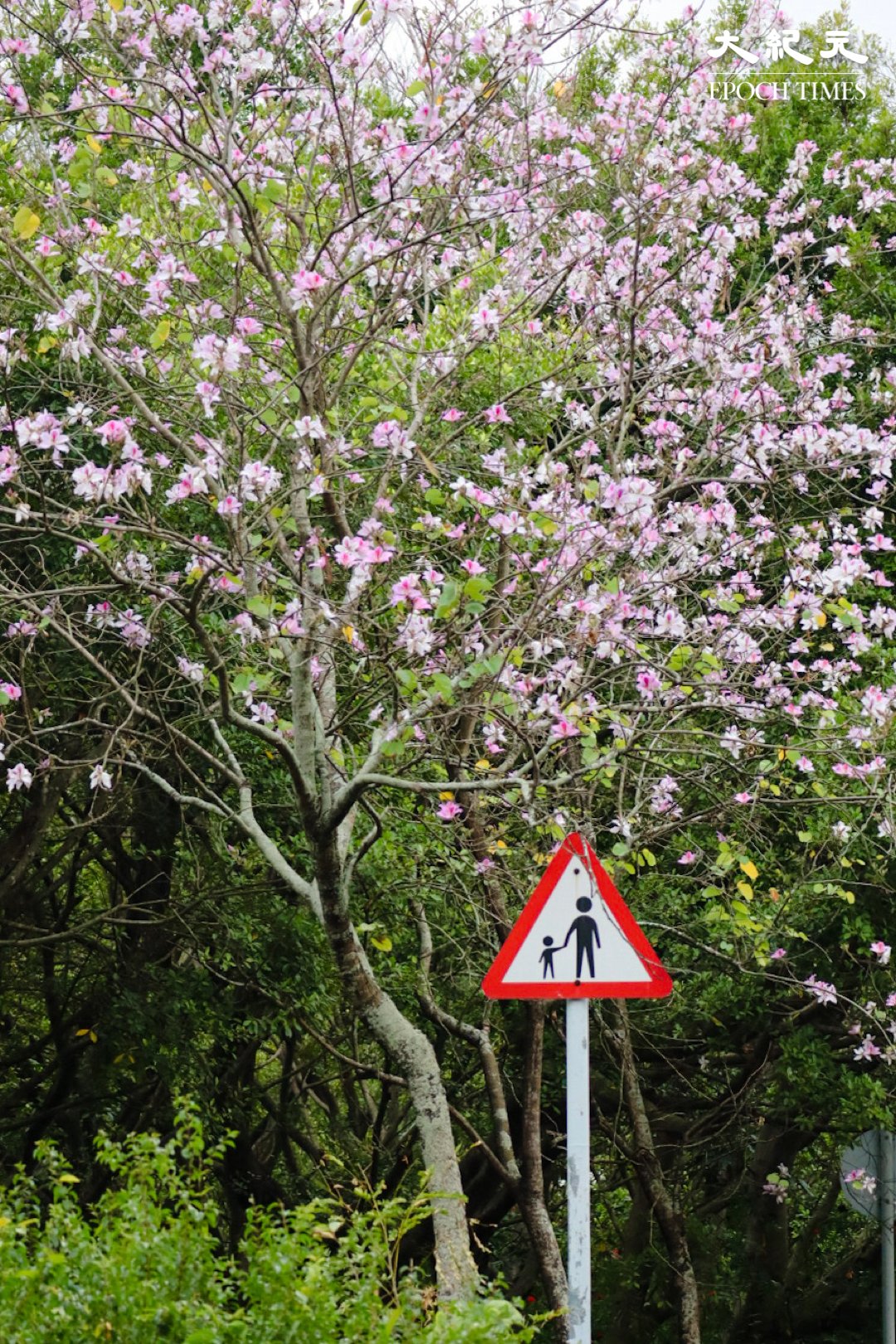 容易和洋紫荊混淆的宮粉羊蹄甲，特點是每朵花其中只有一片花瓣特別深色。（樂賢／大紀元）