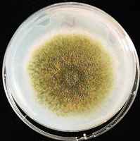 新研究： 利用真菌將廢塑料分解成製藥原料