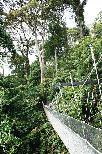 婆羅洲——懸空步道觀生態