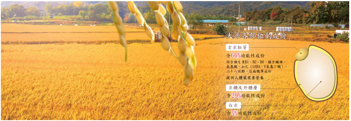 韓國天然玄米胚芽 人類食療佳品