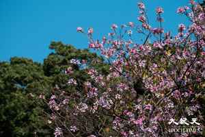 【圖輯】饒宗頤文化館洋紫荊盛放 群花包圍成打卡熱點