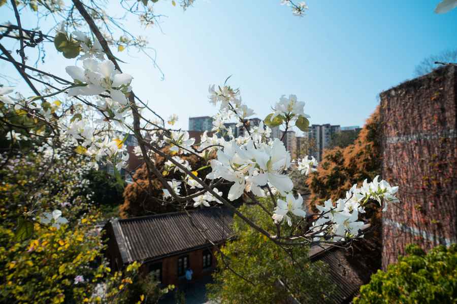 饒宗頤文化館洋紫荊盛放 群花包圍成打卡熱點