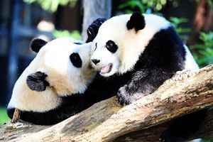 多國歸還大熊貓 中共「熊貓外交」失利