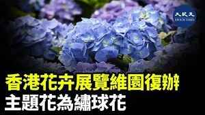 香港花卉展覽維園復辦 主題花為繡球花