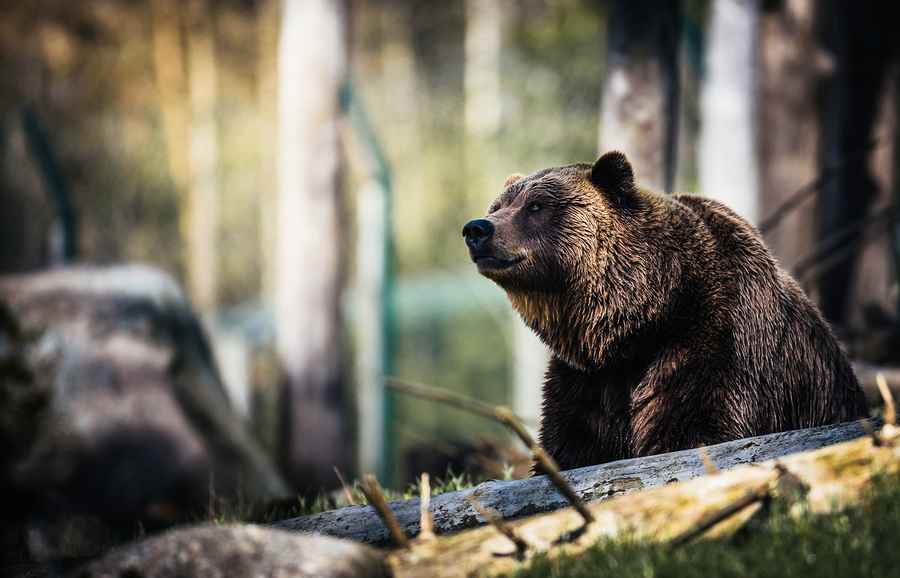 世界首個完整棕熊遺骸出土 極地冰封3500年
