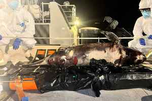 鯨豚擱淺｜青洲以東對出海域發現成年江豚屍體 