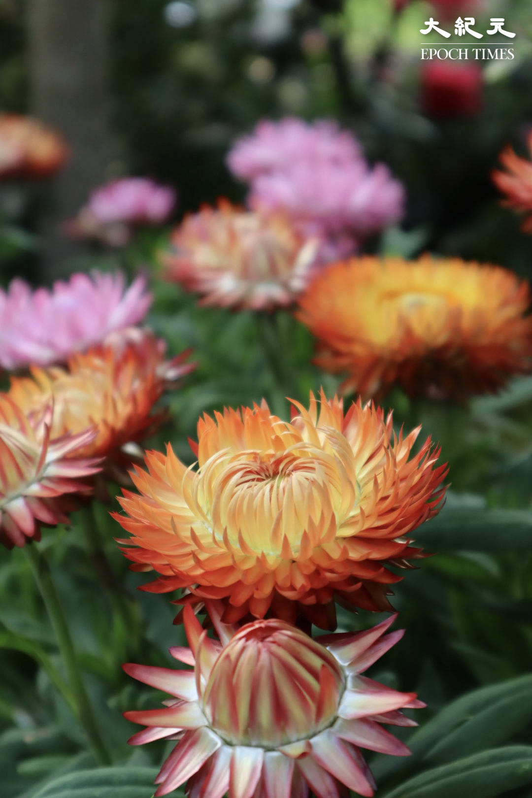 麥稈菊又名「不凋花」，色彩豐富多彩，是很受歡迎的園藝觀賞花。（樂樂／大紀元）