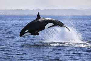 被圈養40餘年 「世界最孤獨鯨魚」離世