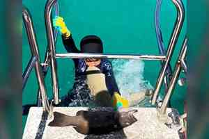 8歲男童捕魚時 遭鯊魚突襲咬胸 所幸無大礙