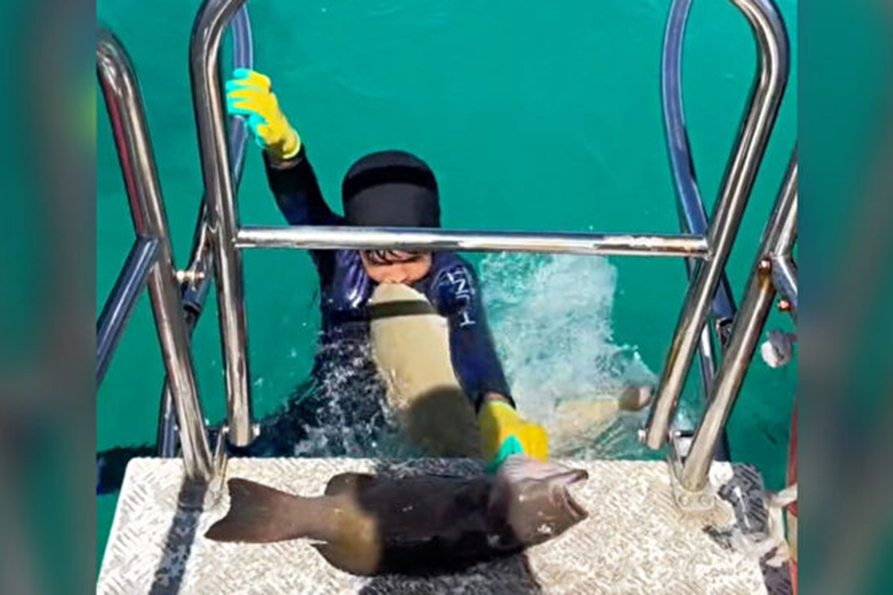 8歲男童捕魚時 遭鯊魚突襲咬胸 所幸無大礙