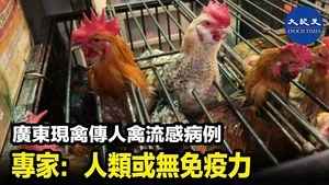 廣東現禽傳人禽流感病例 專家：人類或無免疫力