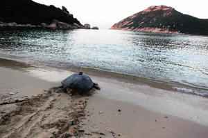 南丫島深灣限制區今起禁入至10月底 免干擾綠海龜產卵