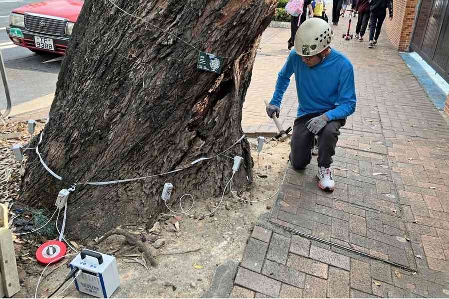 發展局擬今年定指引 限種樹土壤體積及深度