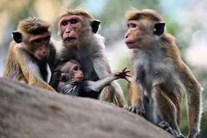 斯里蘭卡擬向中國出口 十萬隻獼猴 引發抗議