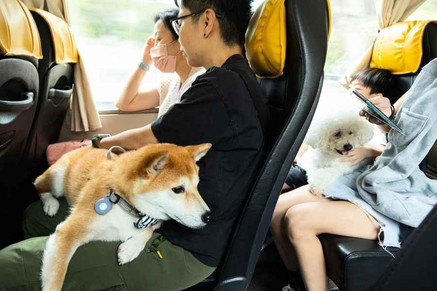 狗狗巴士｜與「愛寵」免費「遊巴士河」到西九海濱 即日起報名