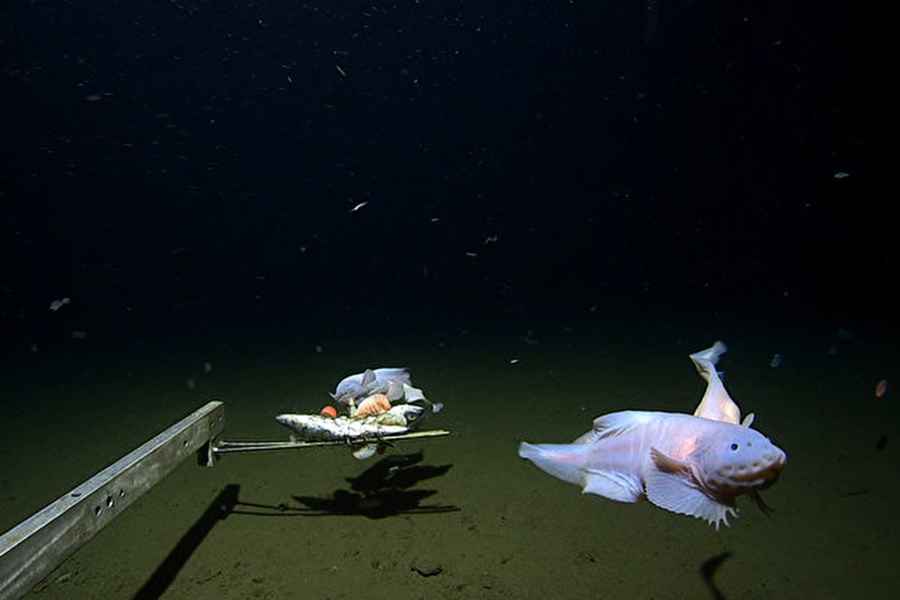 神秘深海魚現日本8336米海底 創世界紀錄