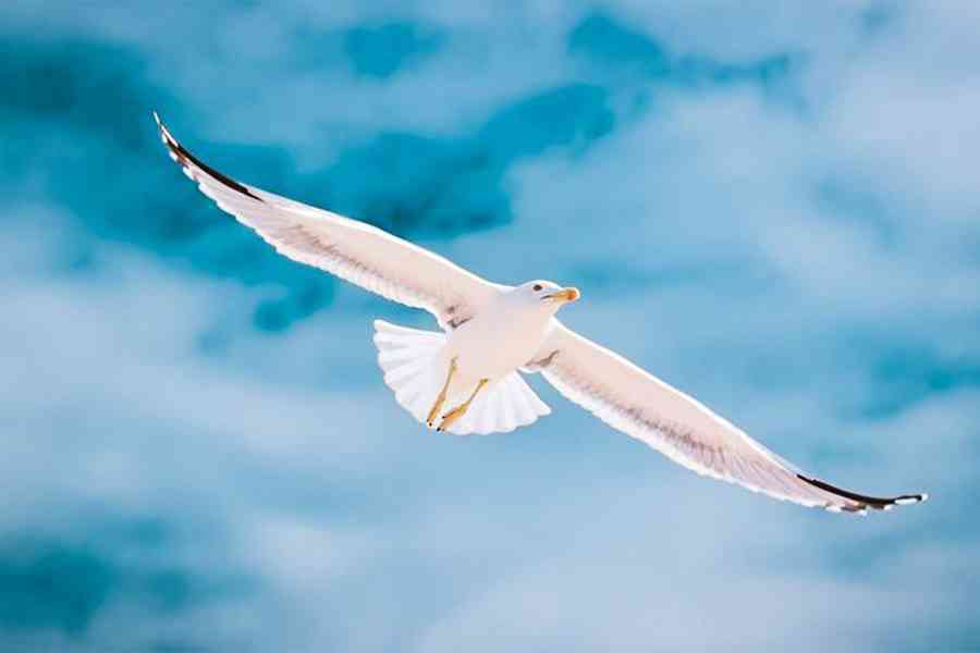 比利時舉辦模仿海鷗尖叫比賽 現場叫聲連連