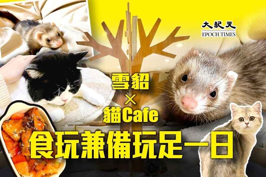 雪貂X貓Cafe｜觀塘「動物穴」食玩兼備 抱貓BB同雪貂玩足一日