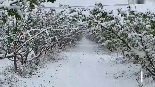 青海新疆多地立夏突降暴雪