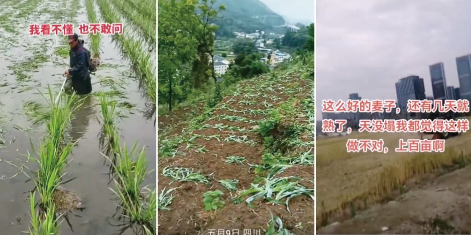 中共「還耕」涉及範圍廣 粟米田麥田也被毀