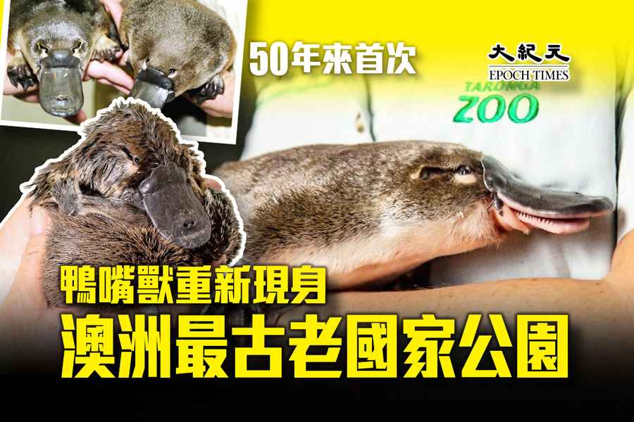 50年來首次 鴨嘴獸重新現身澳洲最古老國家公園