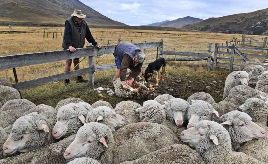 羊毛出口大國紐西蘭的「羊與人比率」跌穿5比1、創歷史新低
