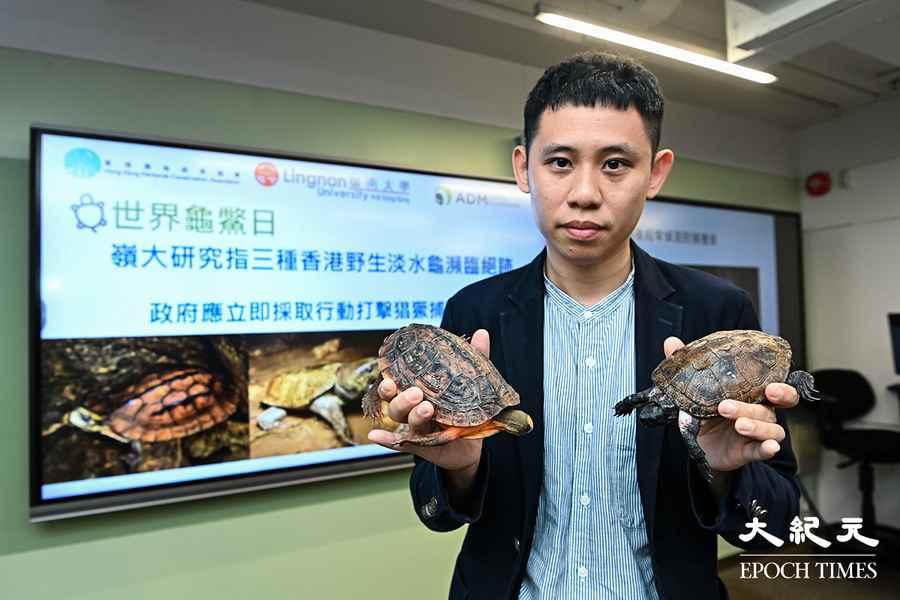 本港3種淡水龜瀕臨絕跡 嶺大促政府打擊盜獵活動