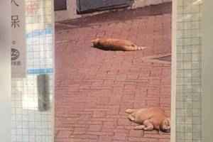 慈雲山兩貓咪高處墮下慘死 警列「殘酷對待動物」刑事調查隊跟進