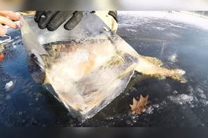 罕見奇景！狗魚咬著鱸魚同遭冰封