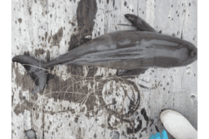 鯨豚擱淺｜至今年5月已發現17宗 海洋公園保育基金呼籲公眾關注