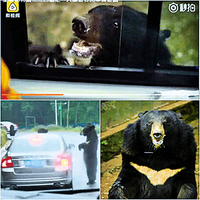 重慶動物園膽大遊客開車窗黑熊探頭索食