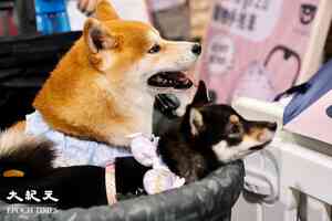 政府擬推容許狗隻進入食肆牌照 首階段設500至1,000名額