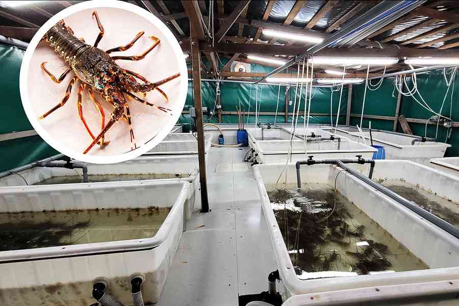 本地企業合作以「微藻水」養殖龍蝦