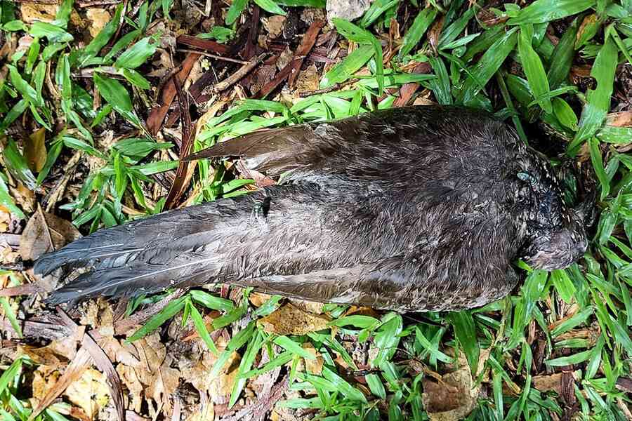 馬頭圍配水庫現26隻雀屍 疑曾進食有毒雀粟