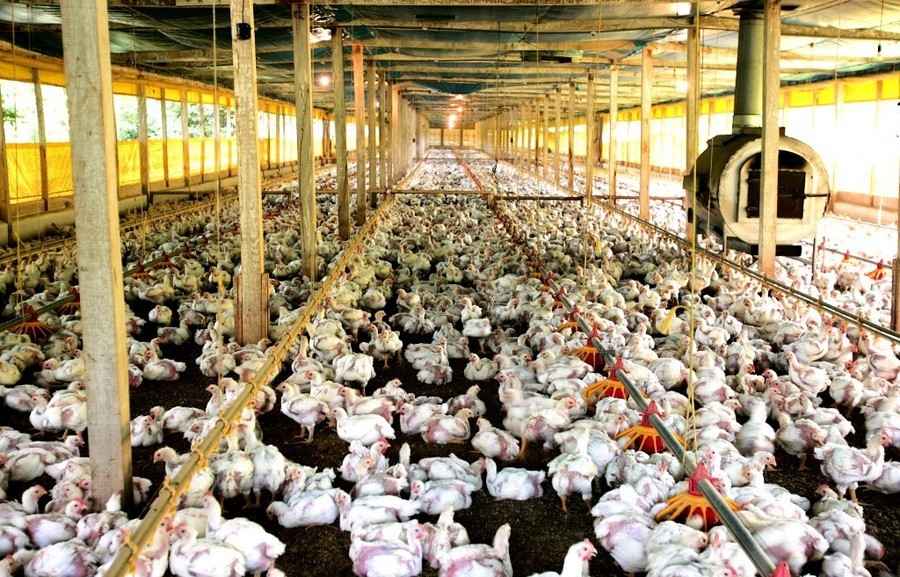 巴西發現致命禽類病毒 暫停對多國家禽產品出口