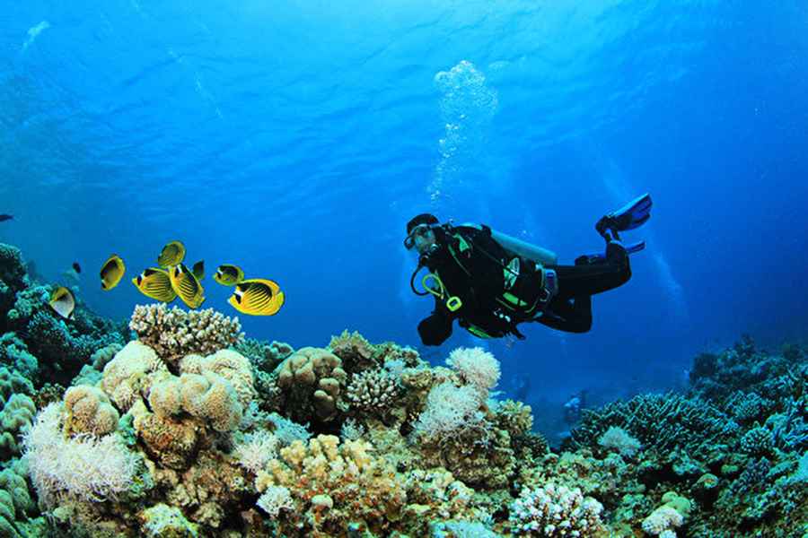 浮潛時遭鱷魚襲擊 澳男子徒手掰開鱷嘴逃生