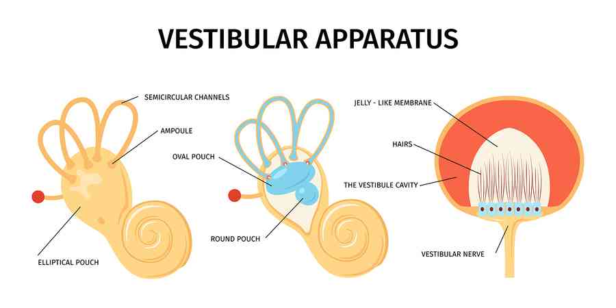 失去的聽力還能恢復？研究提供新途徑