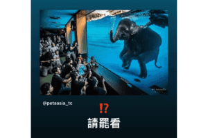 AK發文籲 罷看大象潛水表演