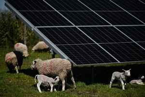 「太陽能放牧」展現科技與動物共生