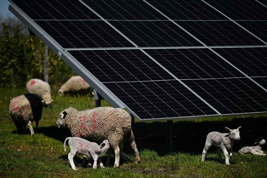 「太陽能放牧」展現科技與動物共生