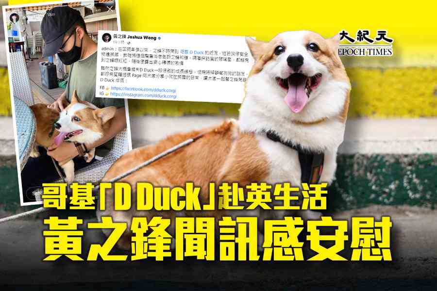哥基「D Duck」赴英生活 黃之鋒聞訊感安慰
